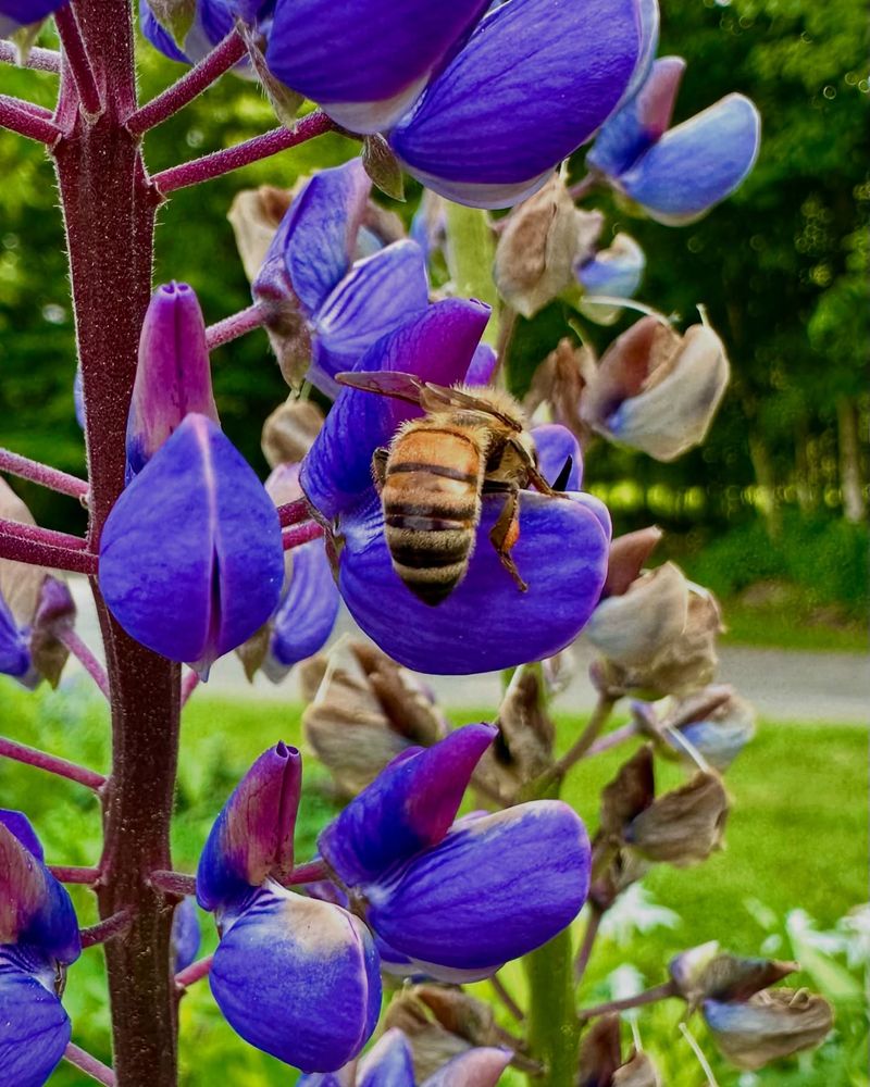 Pollinator Protection During Peak Heat