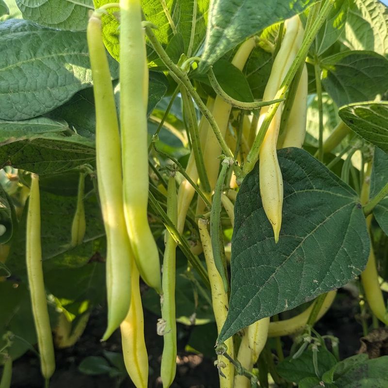 Abundant Bush Beans