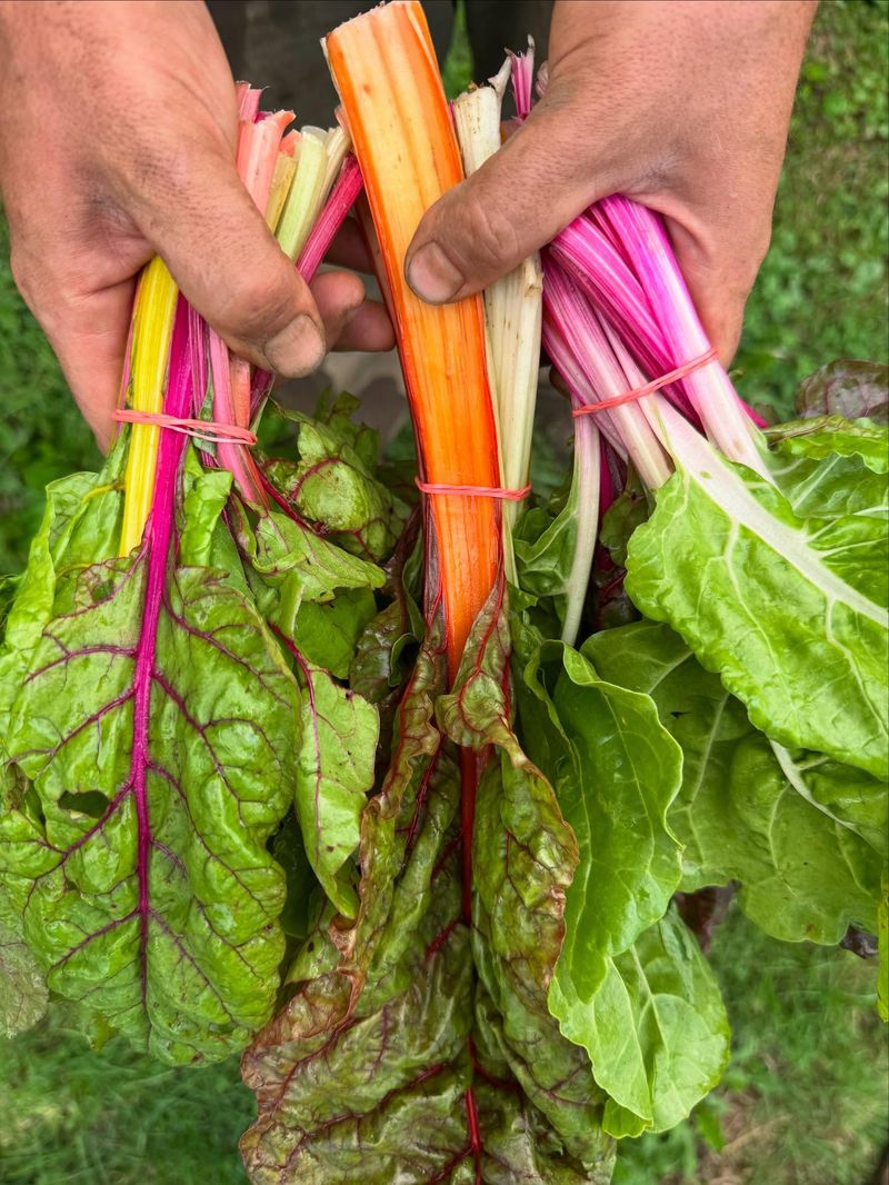 Leafy Swiss Chard