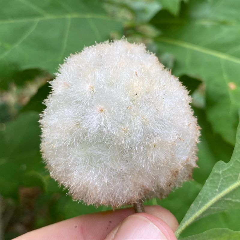 Leaf Galls