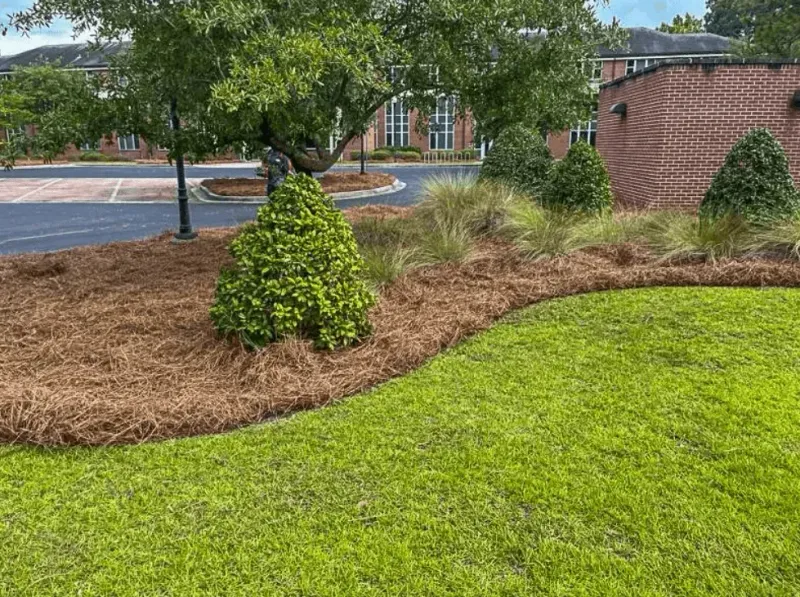 Soil Acidification From Pine Mulch