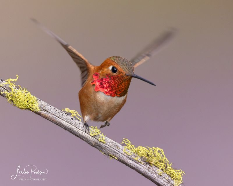Hummingbird Micro-Mansions