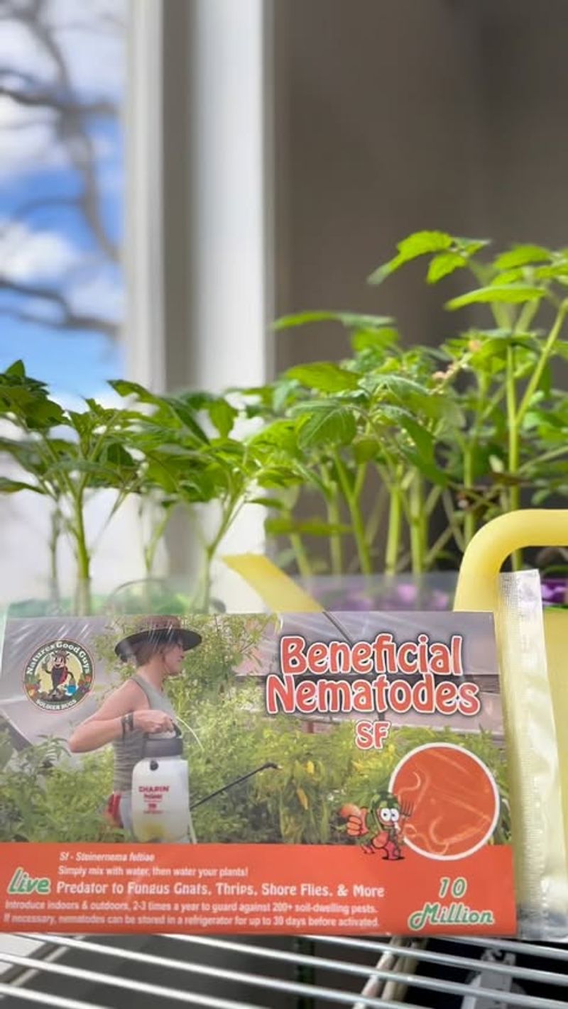Introduce Beneficial Nematodes