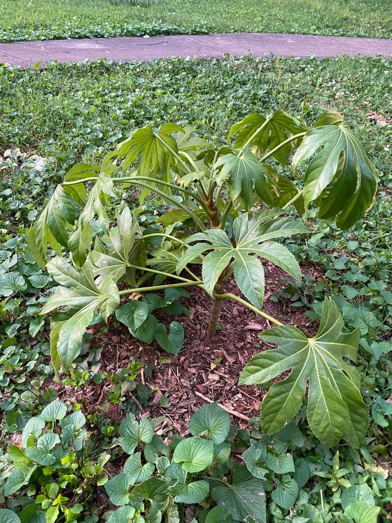Japanese Aralia