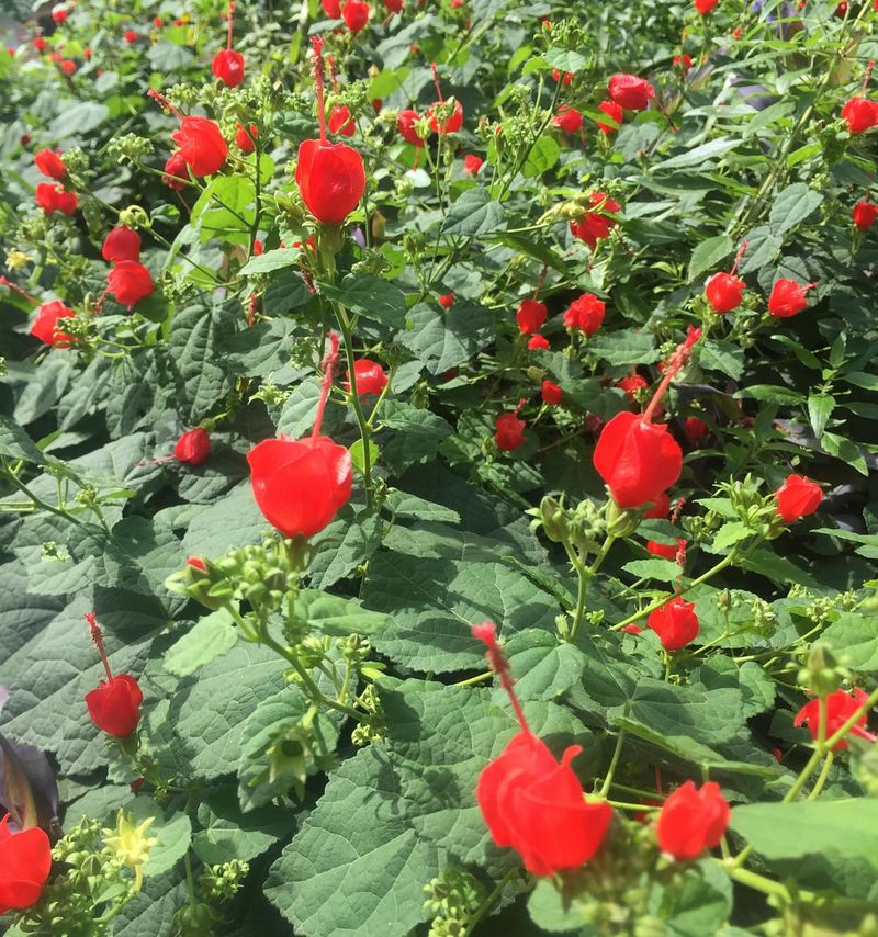 Turk's Cap