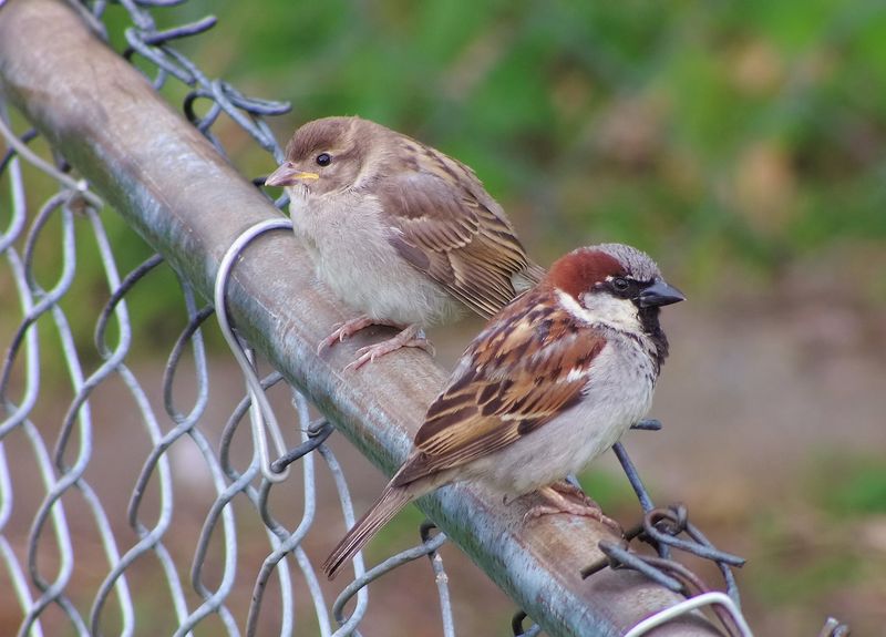 House Sparrow