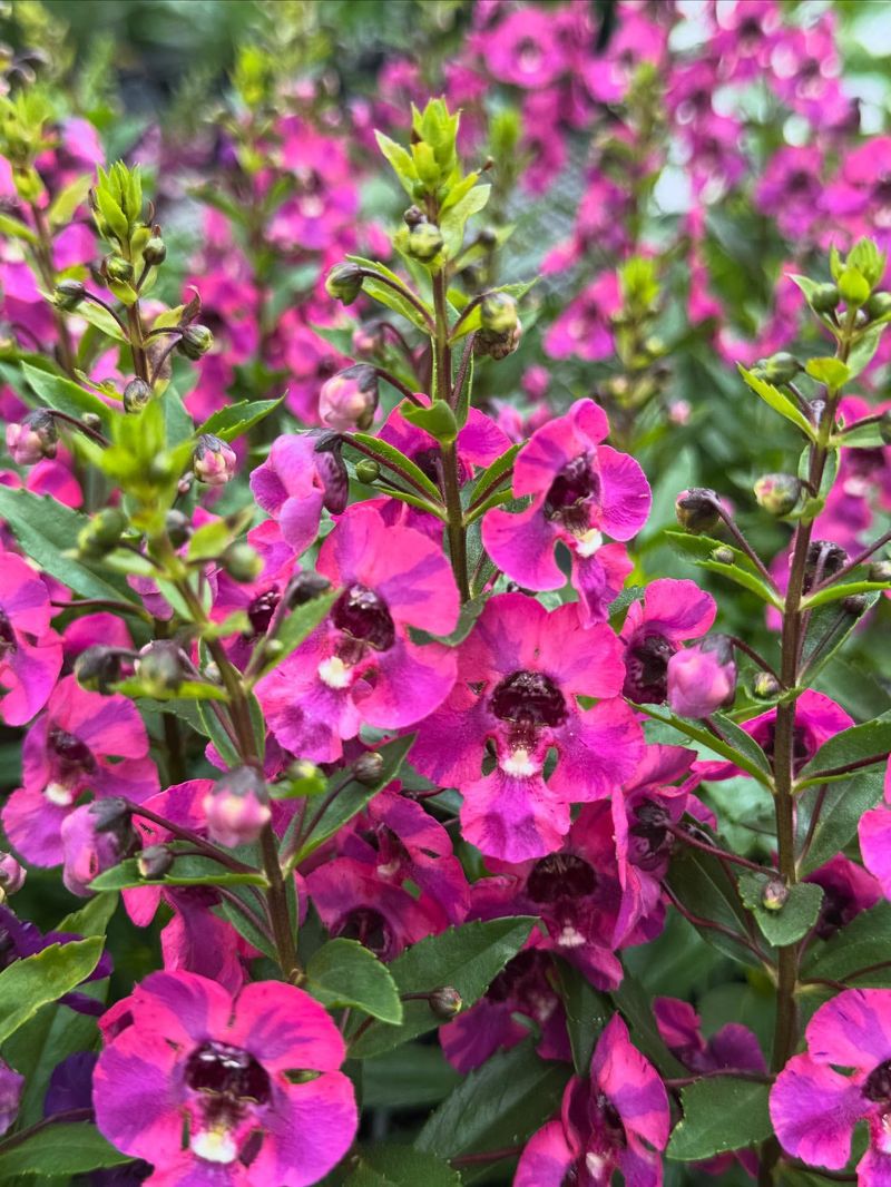 Vibrant Angelonia