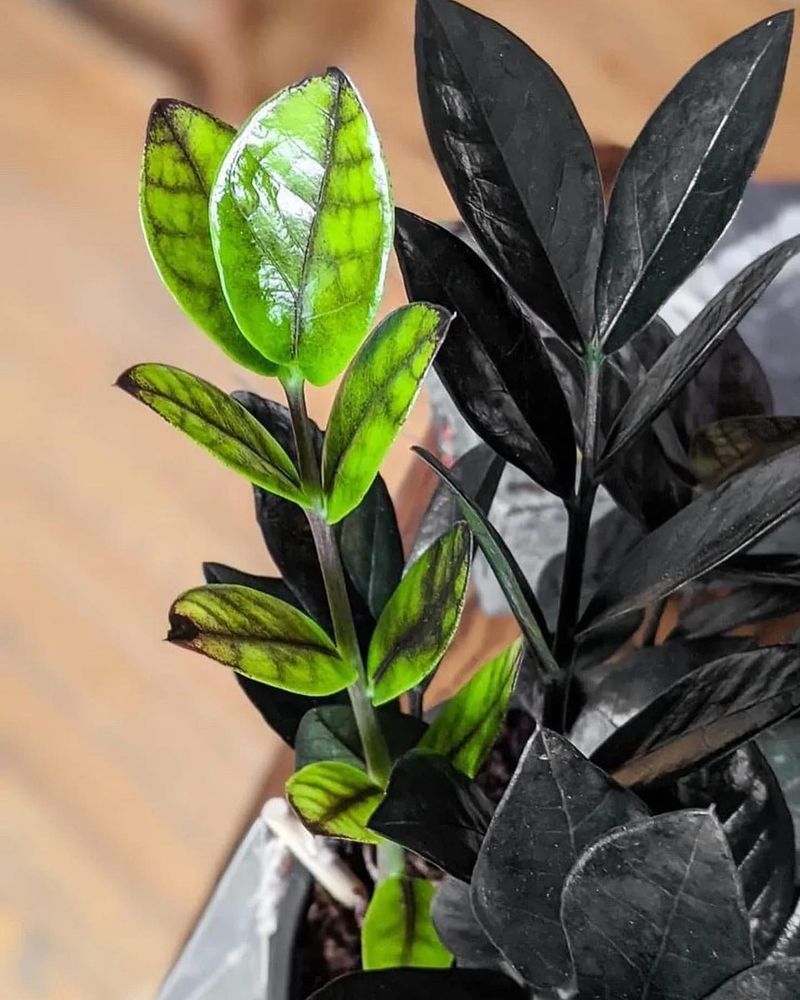 Mature ZZ Raven Plant