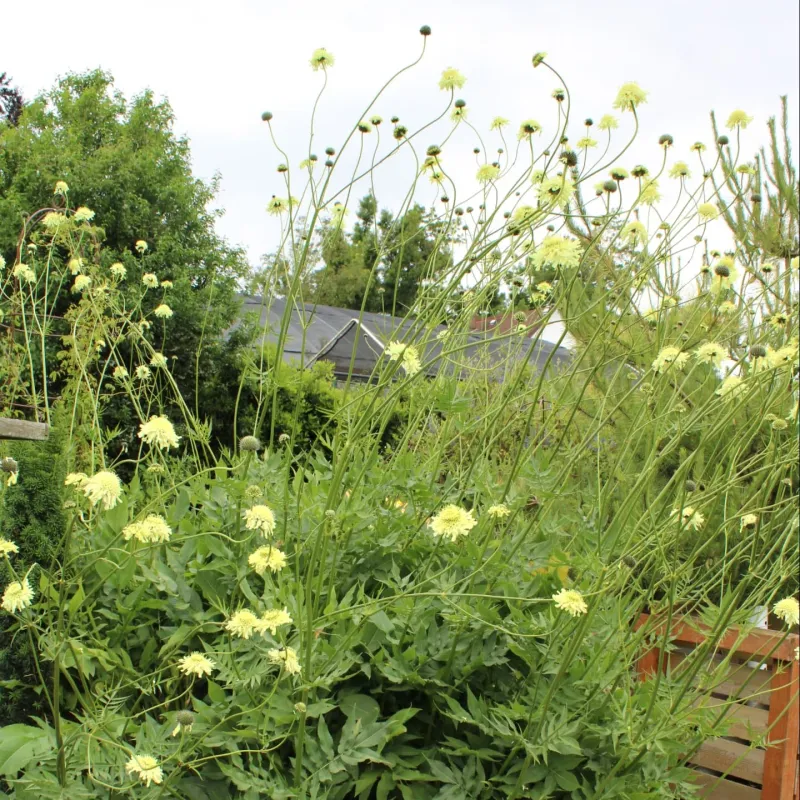 Cephalaria