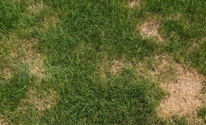 Irregular Growth Patterns
