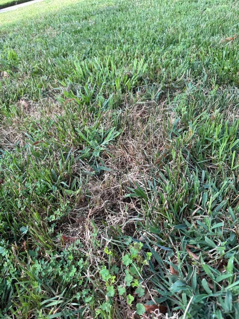 Shallow Root Systems