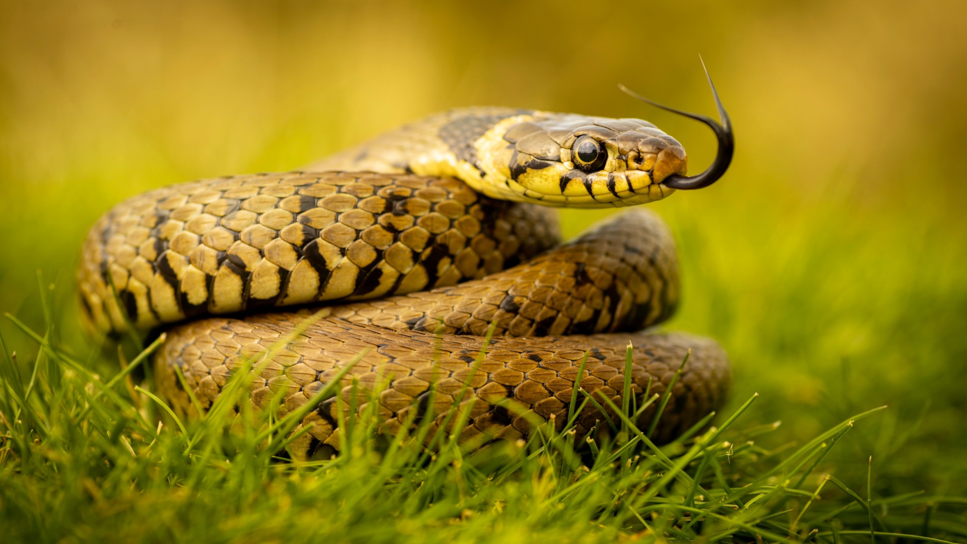 snake on grass