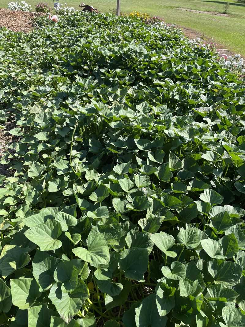 The Stubborn Survivor: Sweet Potatoes