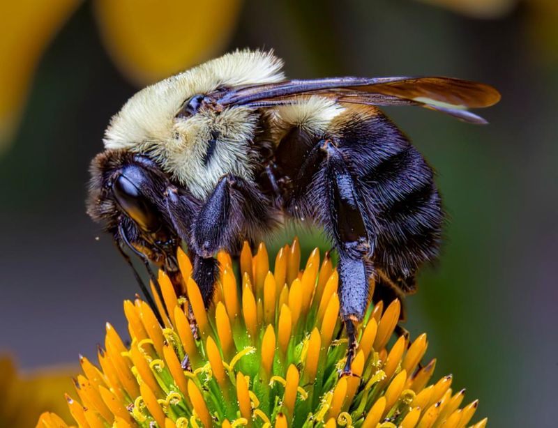 The Buzzing Plant Matchmaker