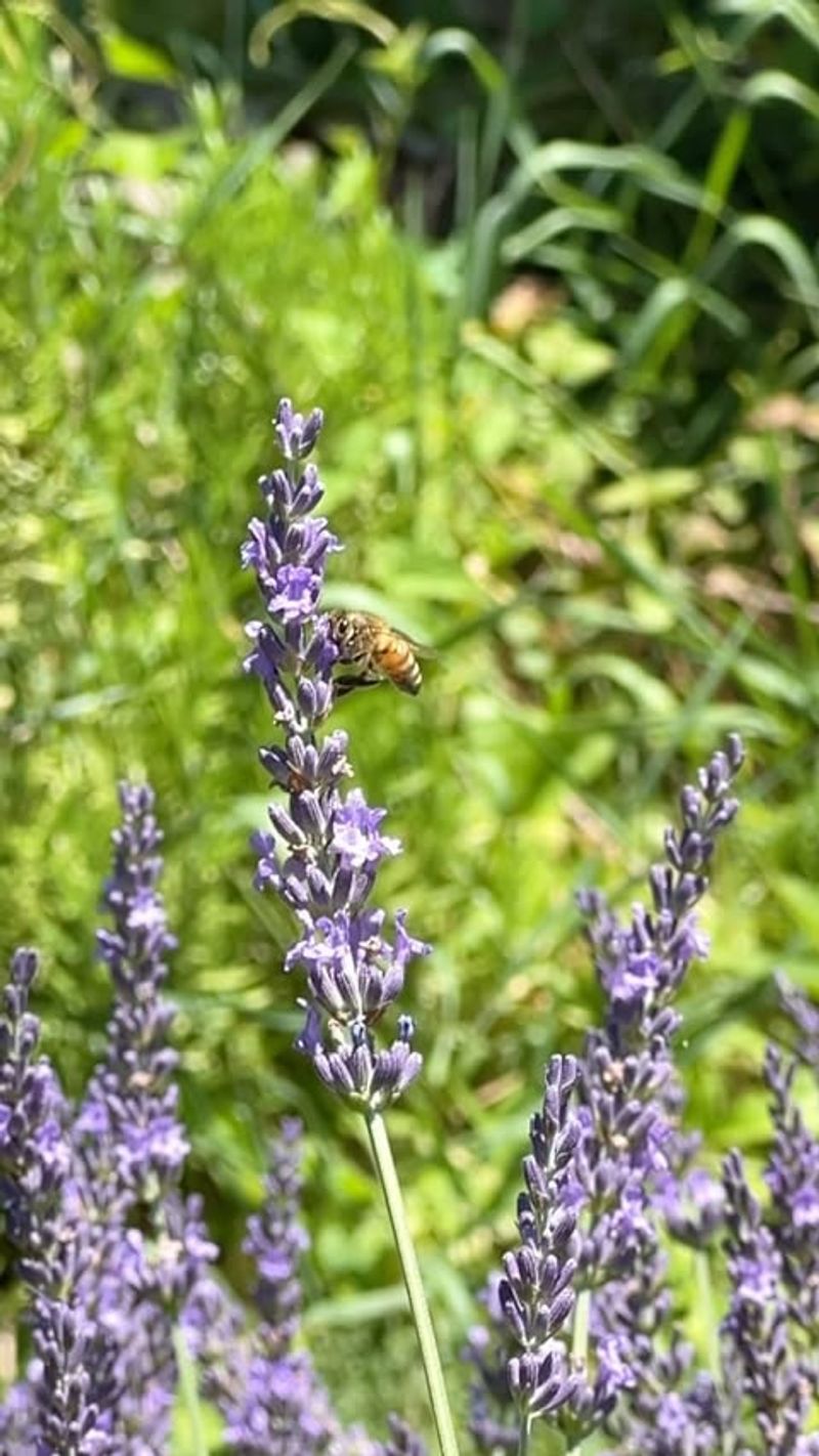 Lavender: Nature's Tick Repellent