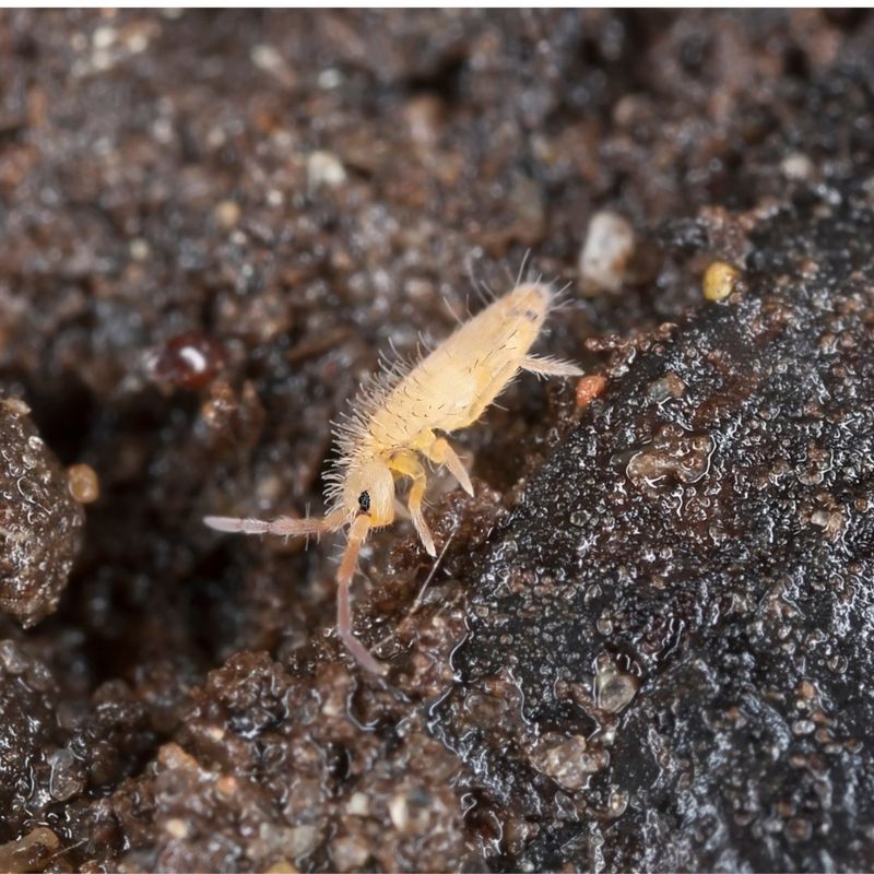 The Tiny Soil Caretaker