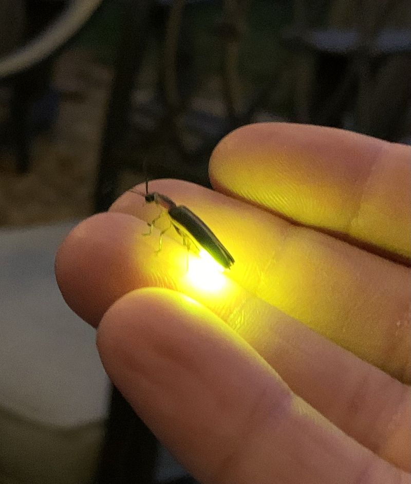 The Midnight Slug Patroller