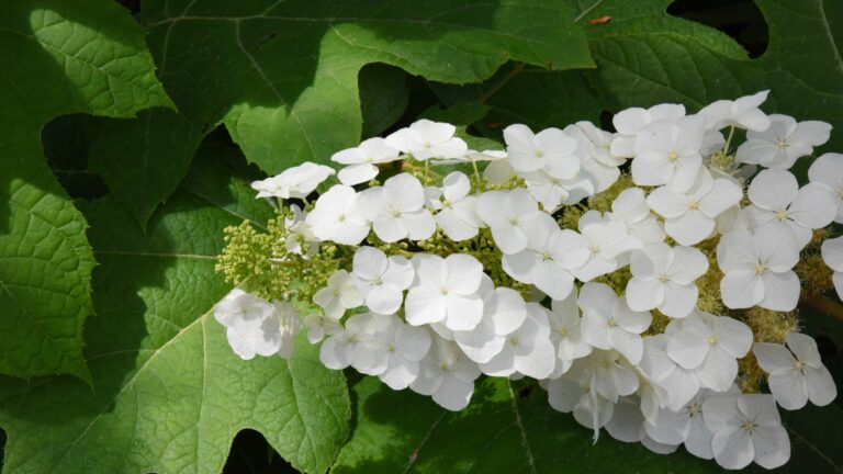 oakleaf hydrangea