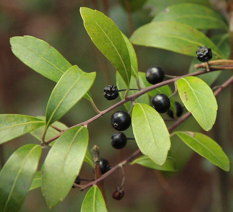 Inkberry Holly