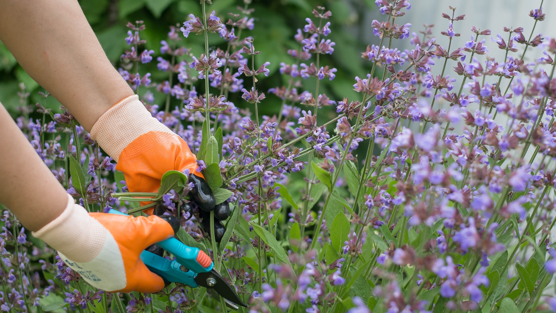 The Perennials I Always Cut Back In Summer For Even More Gorgeous Flowers
