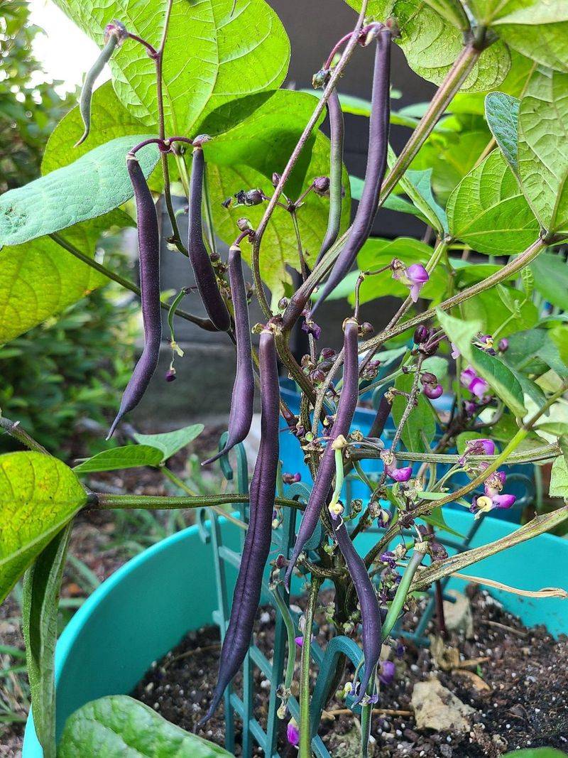The Contained Alternative: Bush Beans