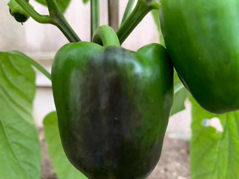 The Space-Respecting: Bell Peppers