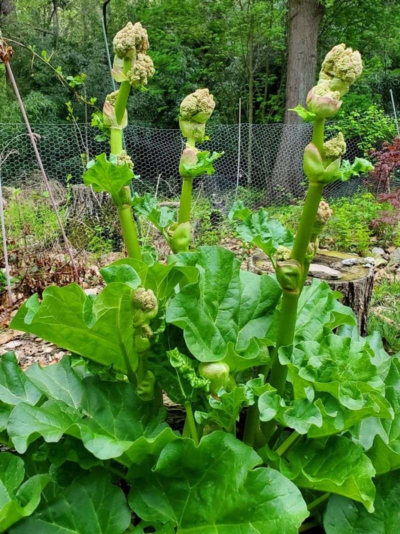 The Perennial Invader: Rhubarb