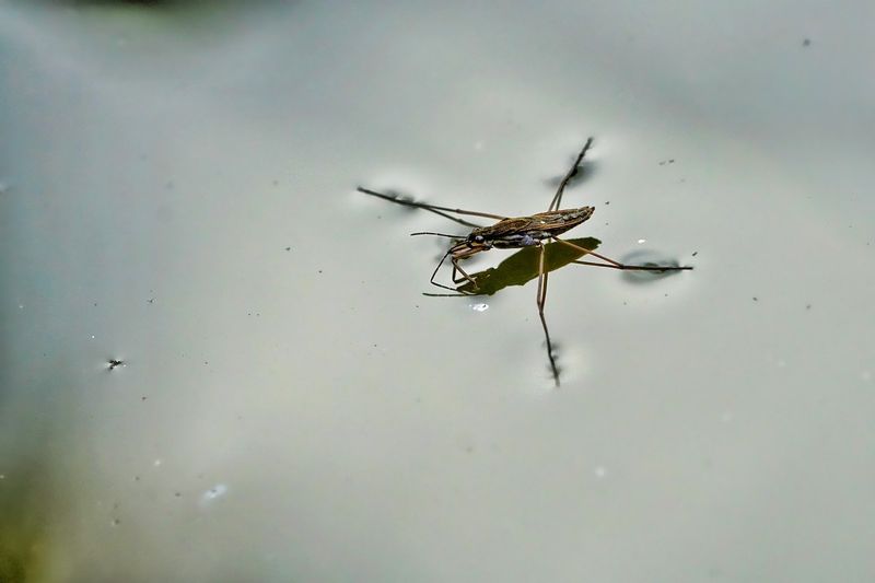 The Delicate Pond Skater