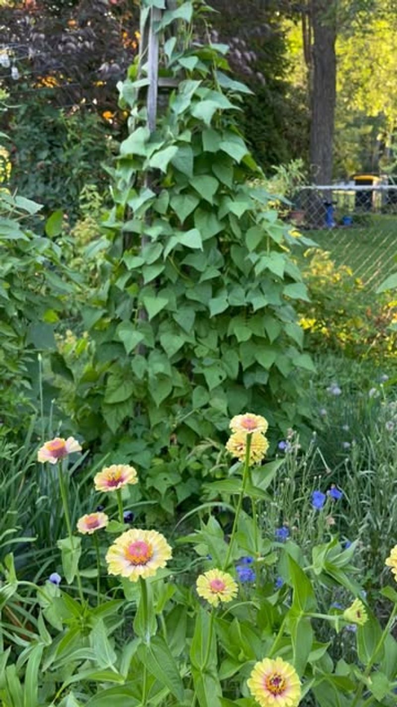 The Cooperative Climber: Pole Beans on Trellis
