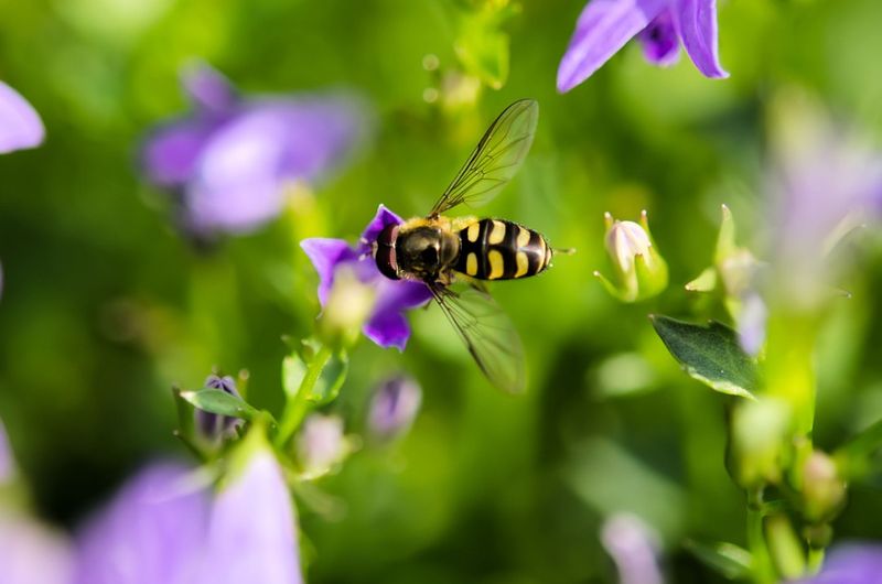 The Hovering Pollinator