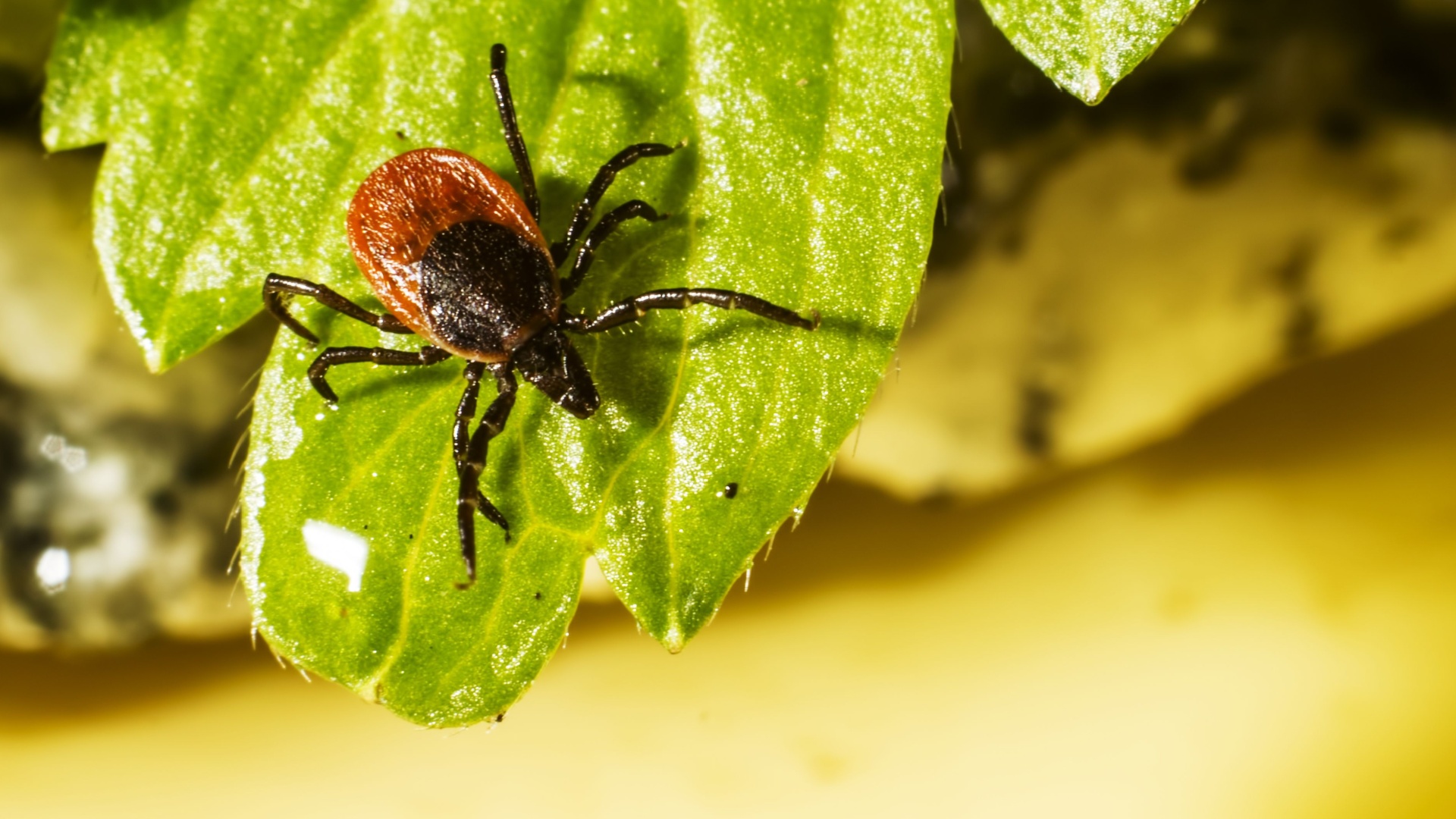 tick pest on a plant leaf