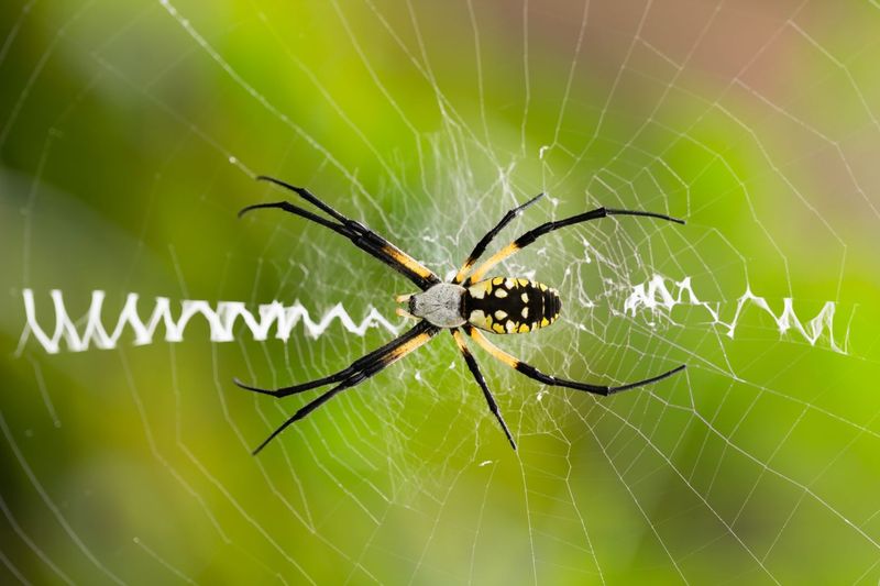 The Misunderstood Web Weaver