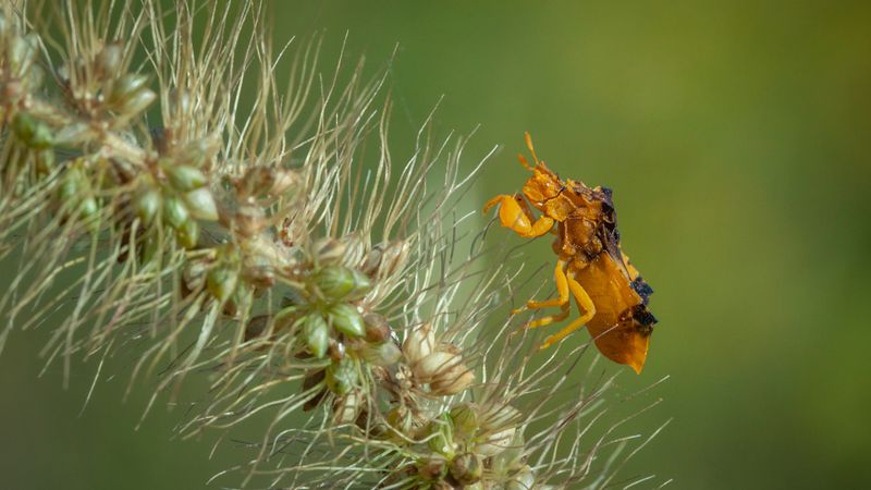 The Flower-Dwelling Assassin