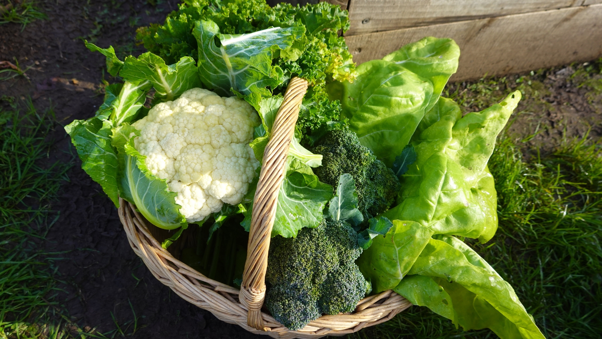 The Top Plants You Can Still Direct Sow In Virginia Right Now