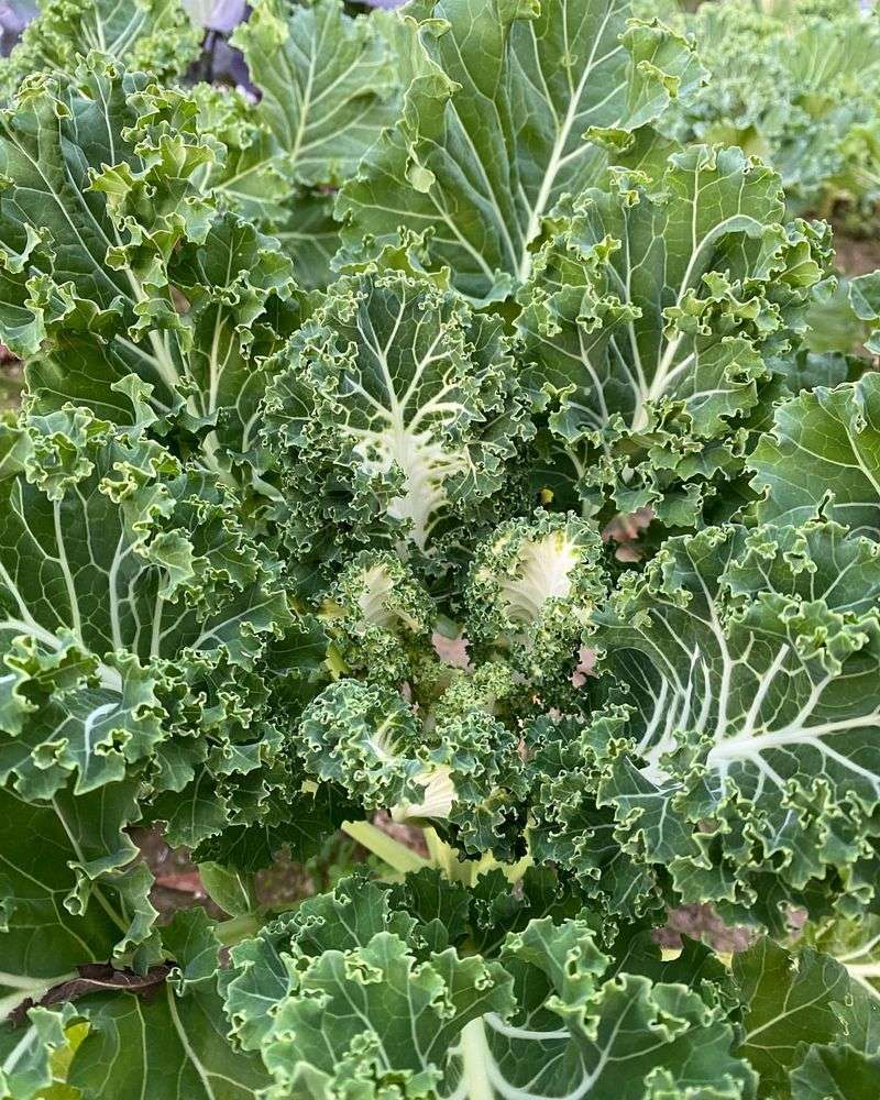 Kale