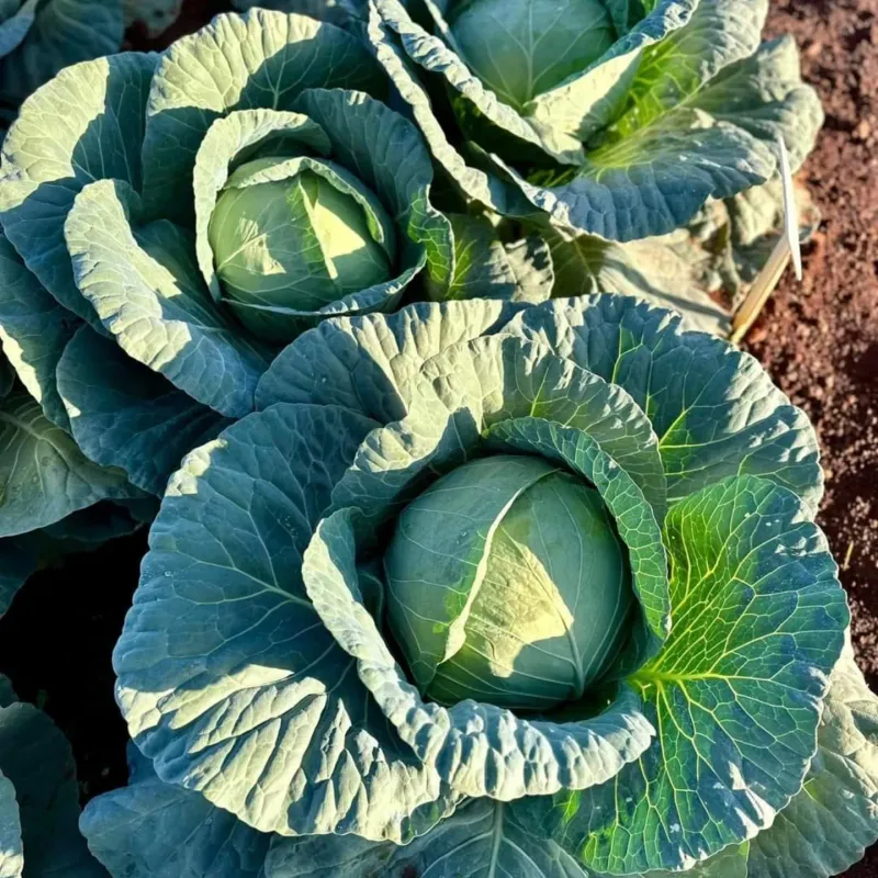 The Predictable Producer: Cabbage
