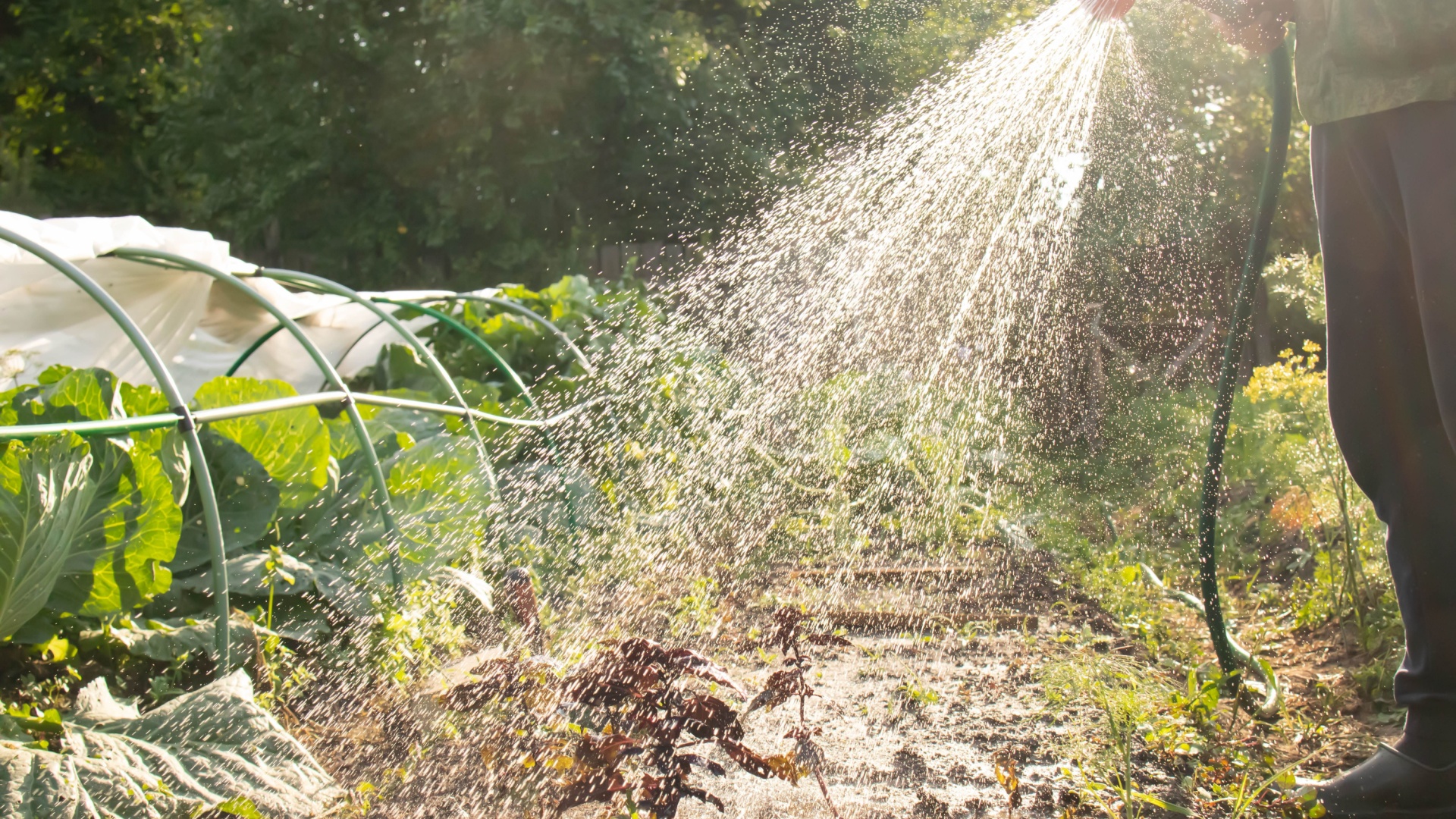 gardeners water plants