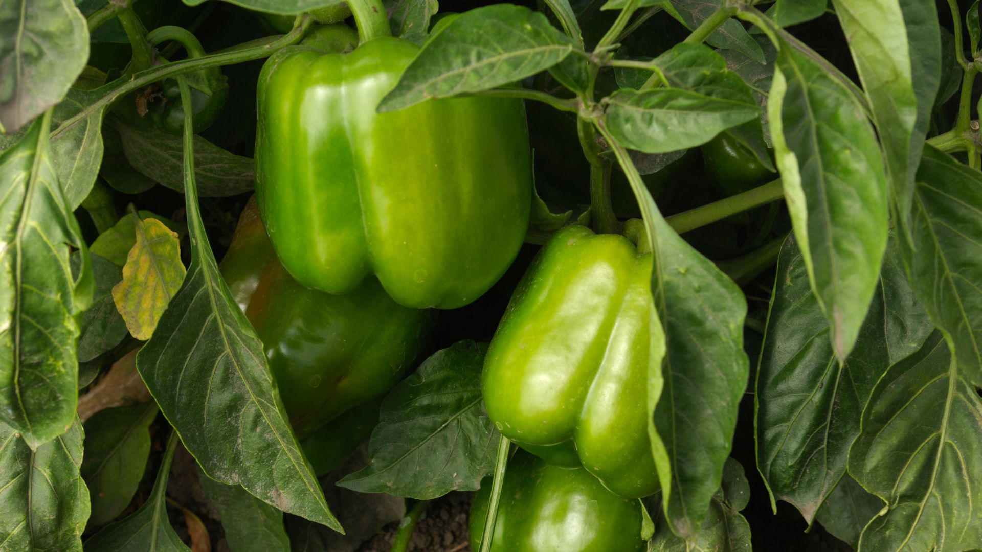 peppers