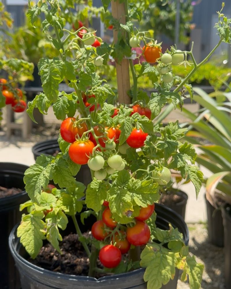 Cherry Tomatoes