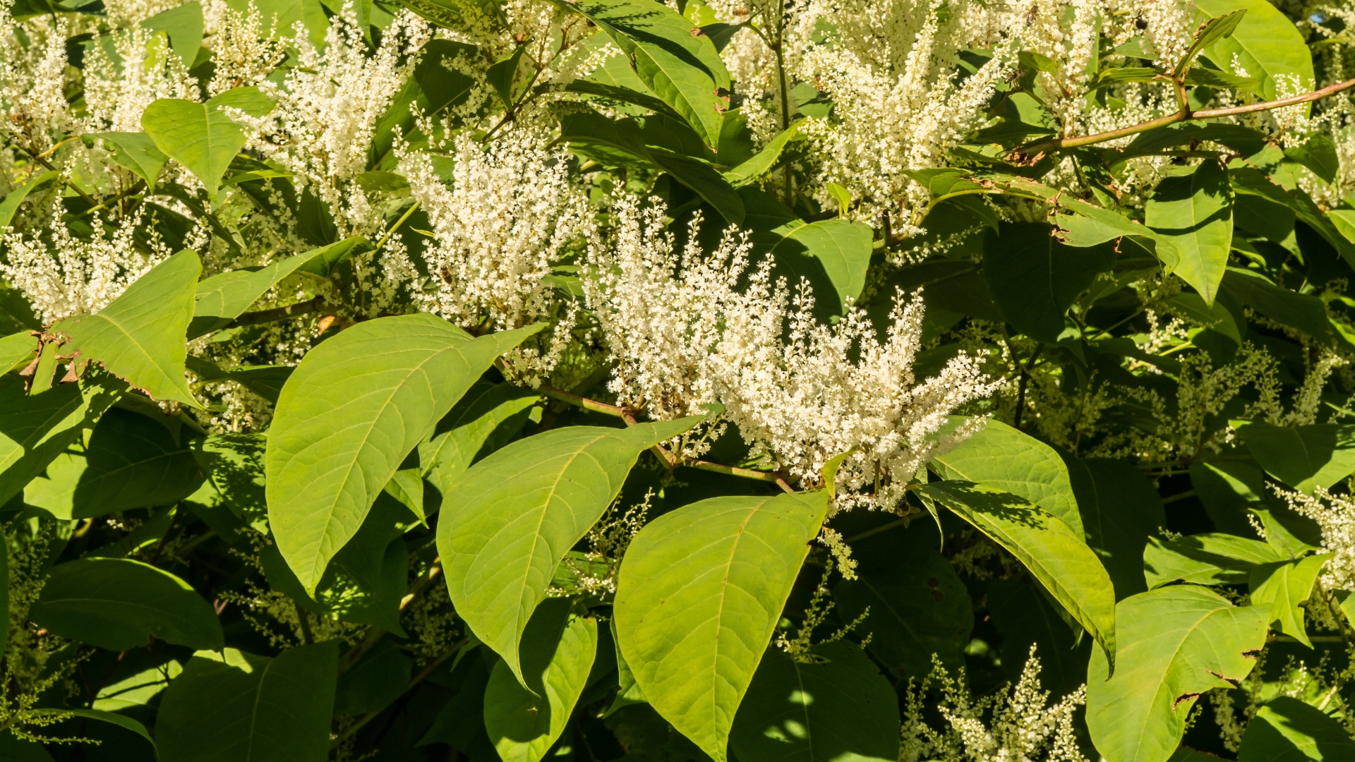 These Aggressive Plants Need To Be Removed Before It’s Too Late
