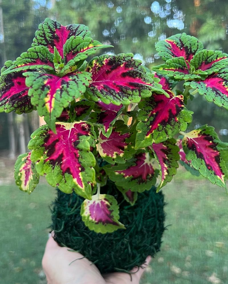 Fiery Coleus