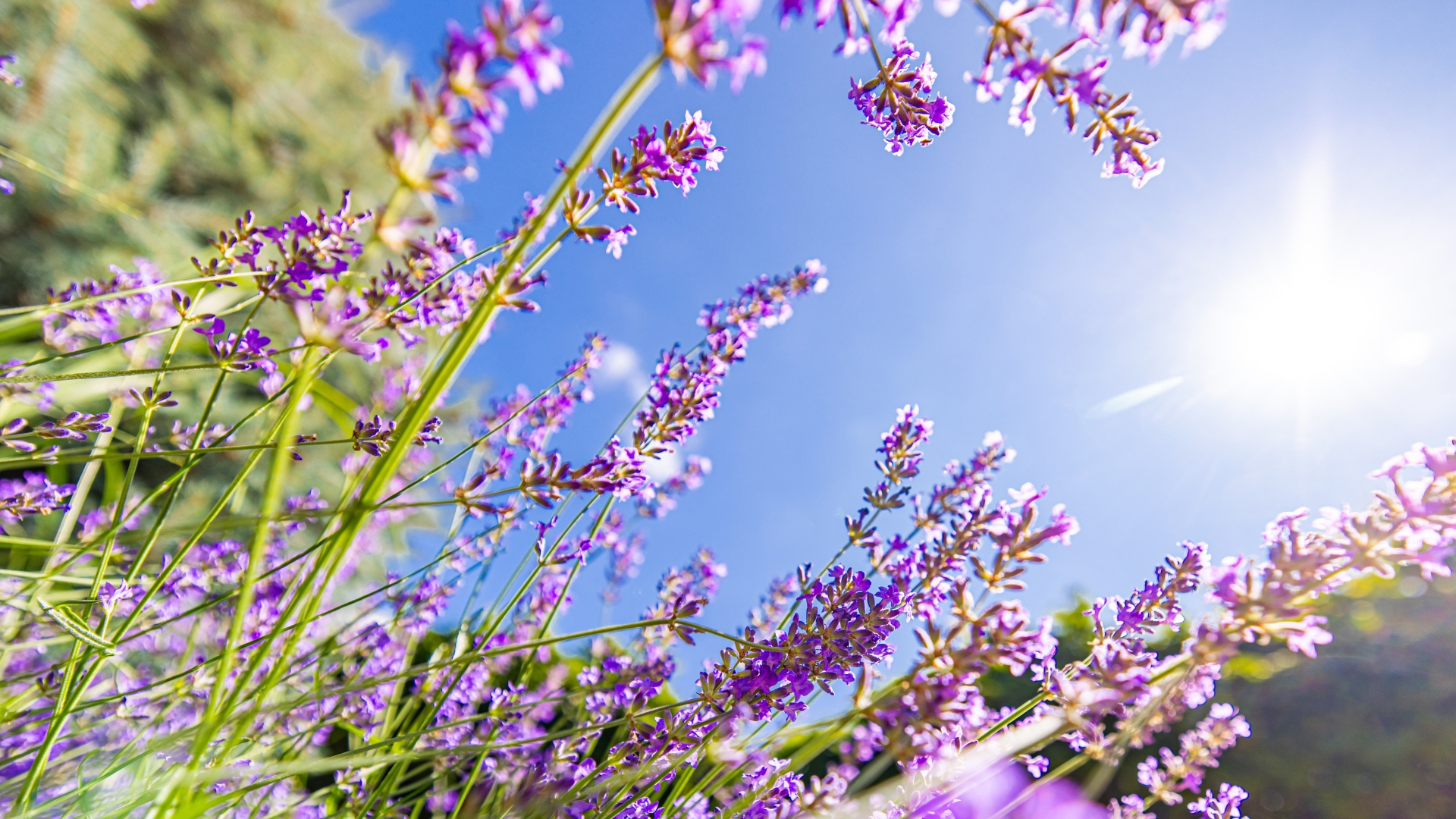 Lavender