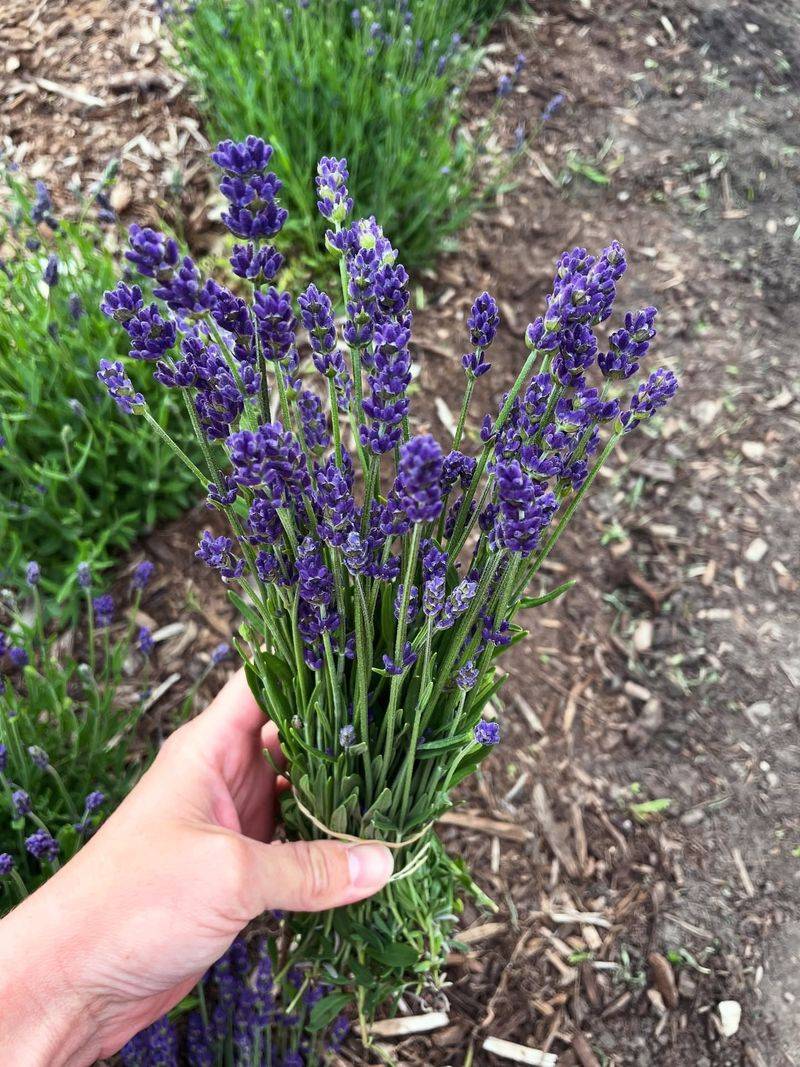 Lavender
