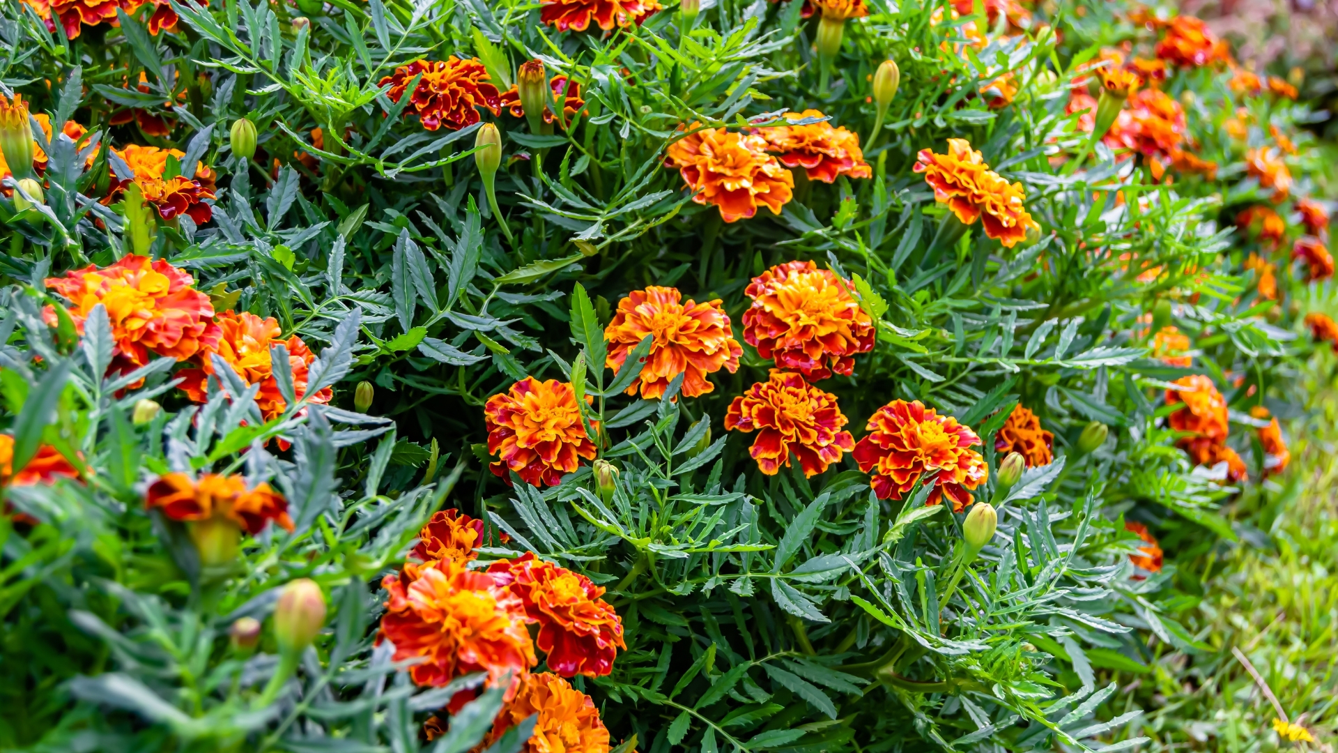 These Flowers Will Still Bloom If You Plant Them This Week In Pennsylvania