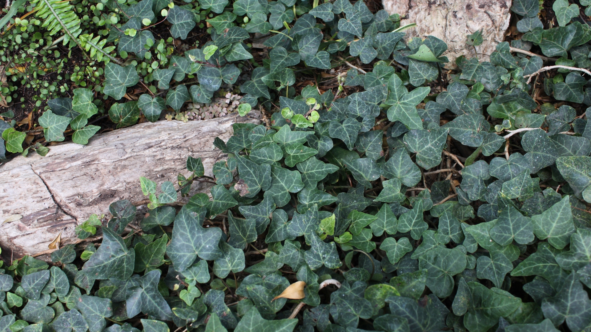 plant
