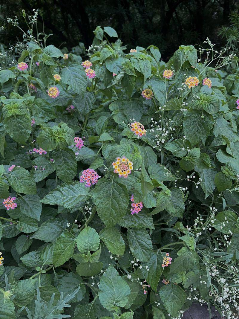 Planting Invasive Species