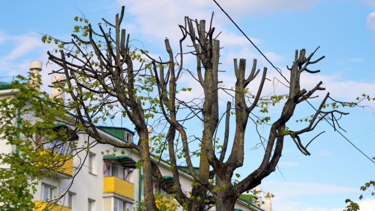 tree near power lines