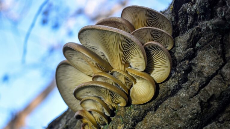 Oyster Mushroom
