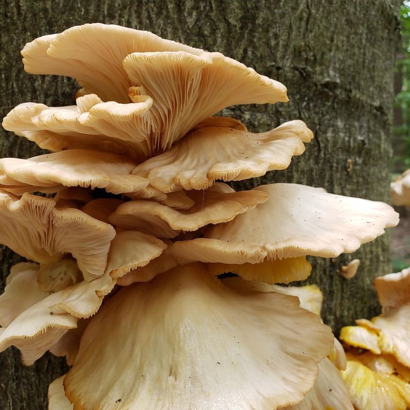 Oyster Mushroom