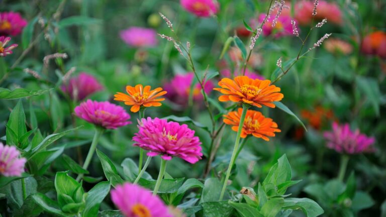 zinnias